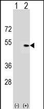 PLEKHA1 Antibody (Center)