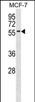 ZNF787 Antibody (N-term)