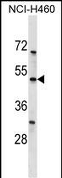 KCNK12 Antibody (C-term)
