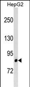 LRRIQ3 Antibody (C-term)