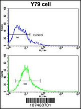 Beclin 1 Antibody