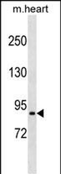 PRRT4 Antibody (C-term)