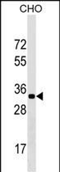 CCDC75 Antibody (N-term)