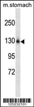 NCKPL Antibody (Center)