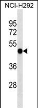 EIF2S3 Antibody (C-term)