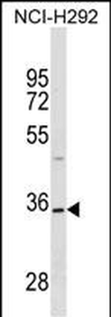 TSPAN18 Antibody (Center)