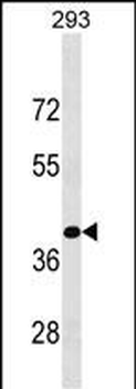 KLF15 Antibody (C-term)