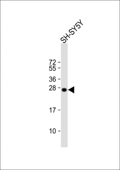 SNAP25 Antibody (Center)