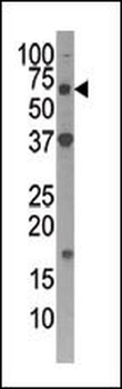 ATG4D Antibody (C-term)