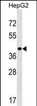 PPIL5 Antibody (Center)
