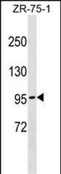 NDST4 Antibody (N-term)