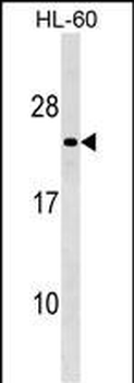 MS4A8B Antibody (N-term)