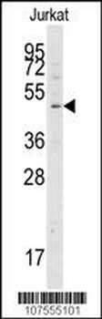 ATG4A Antibody