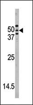 ATG4A Antibody