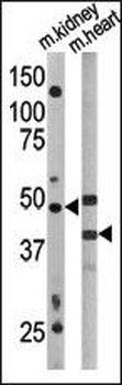 ATG4A Antibody