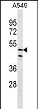 ZNF708 Antibody (N-term)