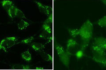 Cleaved LC3B Antibody