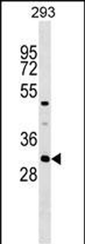 ASB7 Antibody (Center)