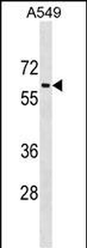 TRAM1L1 Antibody (C-term)