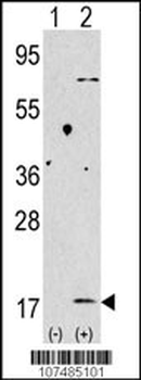 LC3 Antibody (APG8B) (C-term)