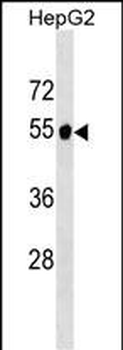 GPT2 Antibody (N-term)