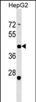 ZNF547 Antibody (Center)