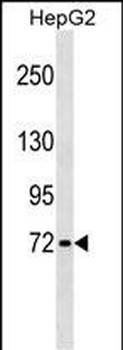 GBP4 Antibody (Center)