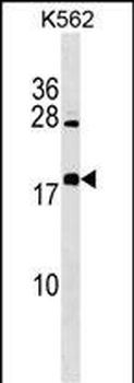 BEX4 Antibody (Center)