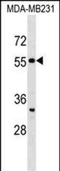 SEPT10 Antibody (N-term)