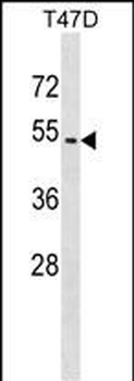 ZNF713 Antibody (Center)