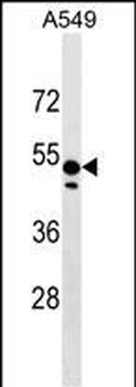 ZNF695 Antibody (Center)