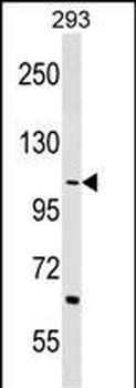 TEX2 Antibody (Center)
