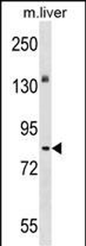 Mouse Sgk071 Antibody (N-term)