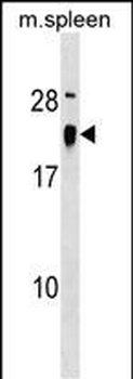 ALG13 Antibody (Center)