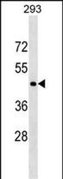 CD40 Antibody (C-term)