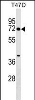 ZNF563 Antibody (N-term)
