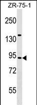 TRAF3IP1 Antibody (Center)