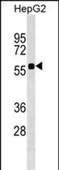 SRCRB4D Antibody (Center)
