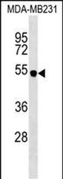 SPNS2 Antibody (N-term)