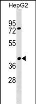 SNX32 Antibody (N-term)