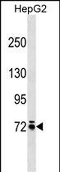 MOXD1 Antibody (N-term)