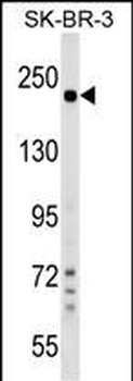 SHROOM2 Antibody (Center)
