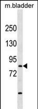 TBR1 Antibody (N-term)