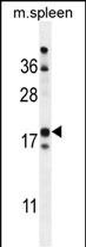 RBP7 Antibody (Center)