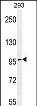 TCERG1 Antibody (C-term)