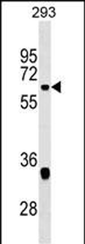 VEZF1 Antibody (Center)