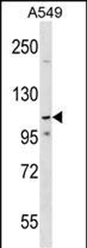 PHF20L1 Antibody (C-term)