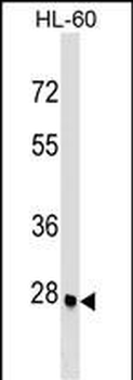 ARGFX Antibody (Center)