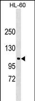 NDST3 Antibody (C-term)