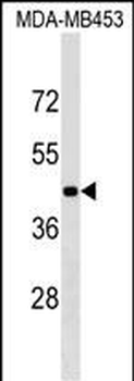 GRSF1 Antibody (Center)